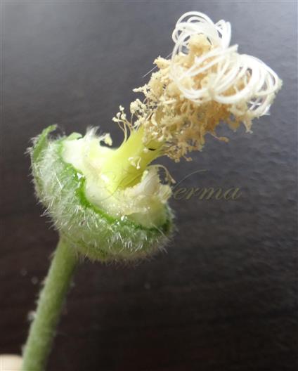  Pistil and Stamens